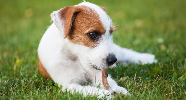 3 popular dog DNA test kits that yield accurate results