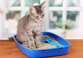 5 different types of cat litter for your feline partner