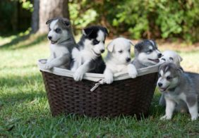 6 Reasons why you should adopt puppies
