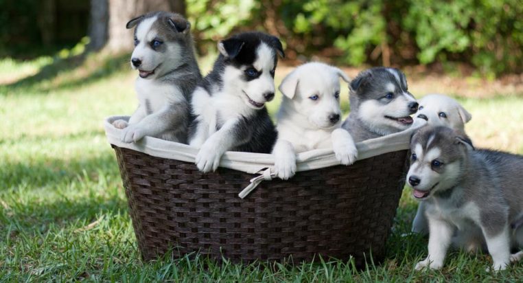 6 Reasons why you should adopt puppies
