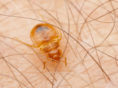 Five tips to keep your home free of bed bugs