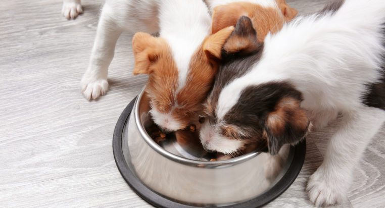 Guide to Choosing the Premium Dog Food