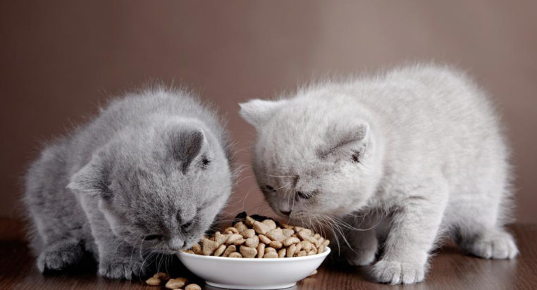 Homemade cat food samples you should be trying immediately
