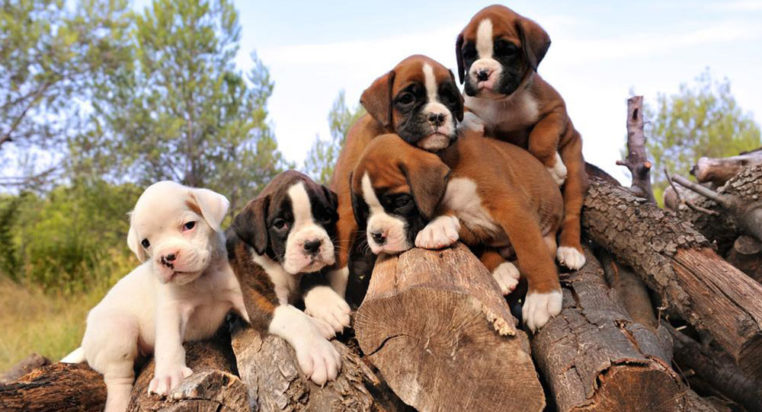 How is pricing done in the case of boxer puppies sale?