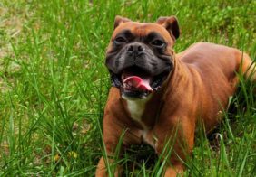 Questions to Ask a Breeder Before Getting a Boxer Pup