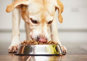 Resolving the Problem of a Sensitive Stomach in Dogs