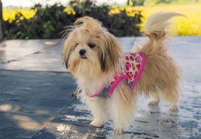 Seven Accessories to Purchase for a Shih Tzu Puppy