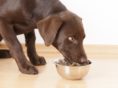 Things To Keep In Mind Before Buying Dog Food