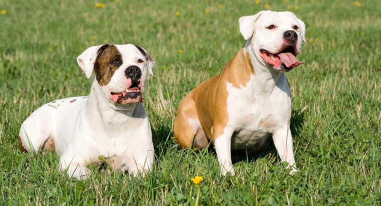 Things to know if you own a english bulldog