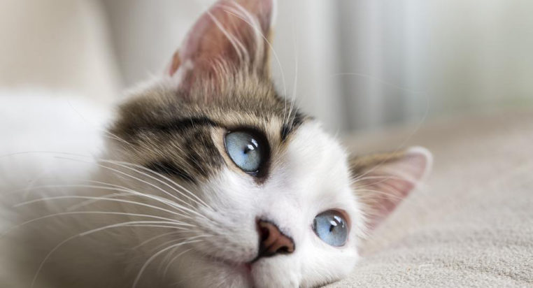 Three cat myths busted