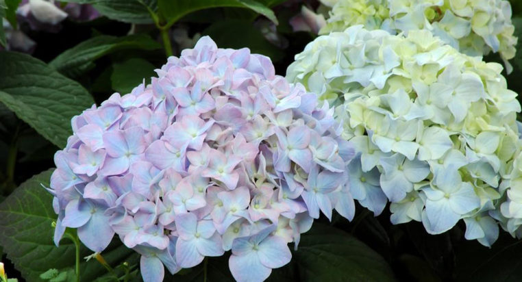 Tips on how to plant and take care of hydrangea plants