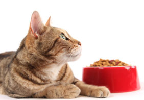 Tips to feed your cat nutritious food using coupons