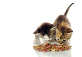 Using cat food coupons for nutritious cat food