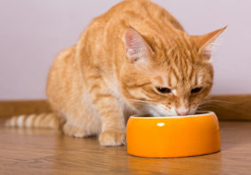 A Buying Guide for Cat Food