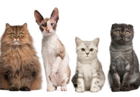 Four cat breeds you must consider bringing home