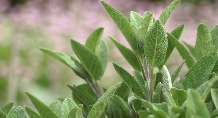 5 fragrant plants that repel ticks
