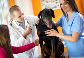 5 heartworm prevention medicines for dogs