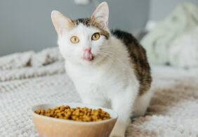 Benefits of wet and dry cat foods