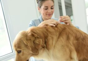 Home remedies for dog allergies