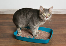 How to solve cat litter box problems
