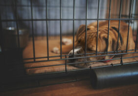 Top 6 benefits of crate training a dog