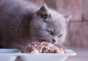 7 human foods that cats can have